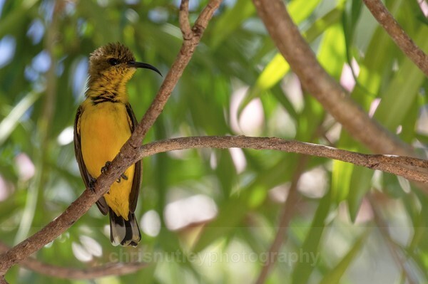  - Australian Birds