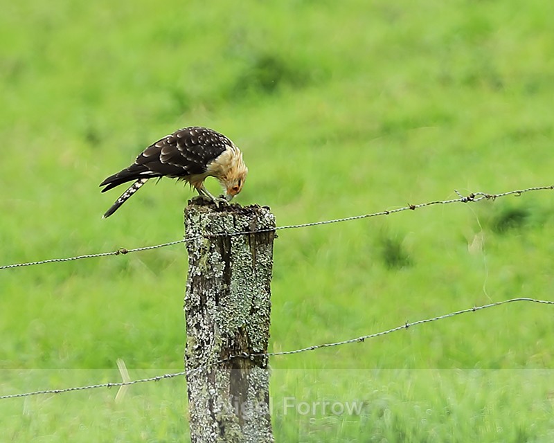 Yellow-headed Caracara with prey, Boquete, Panama - Yellow-headed Caracara