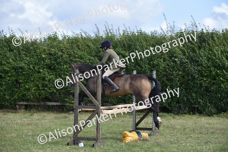 20250831-4097 - Class 13 - Working Hunter Horse or Pony