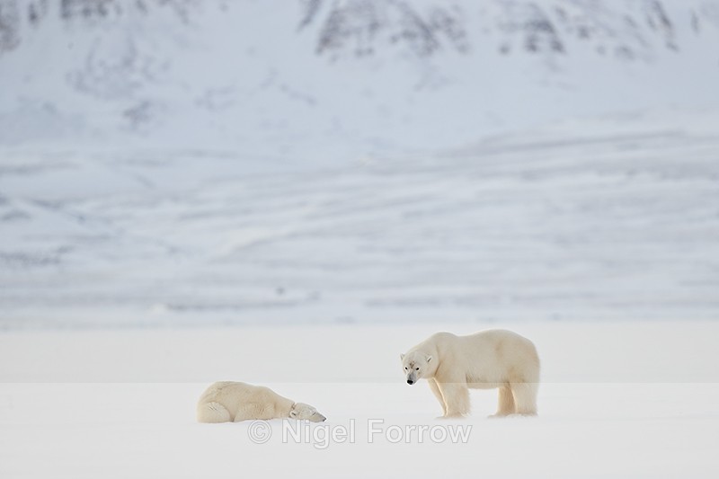 Male Polar Bear watches female, Svalbard, Norway - Polar Bear