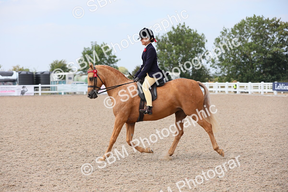 SBM_15614 - Class 311 Ridden Show Pony/ Show Hunter Pony