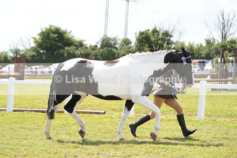 DSC07221 - Coloured Horse In Hand Championship