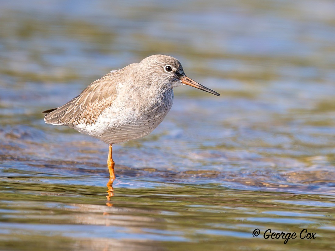 Redshank - Gambia 2025
