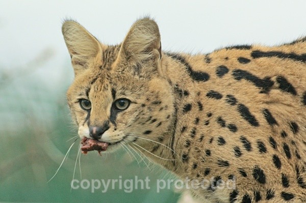 Malawi - Serval Cat - Small Cats