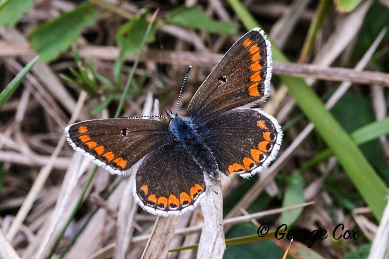 Brown Argus - British Butterflies