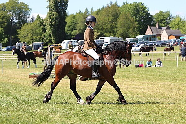 IMG_3899 - Working Hunter