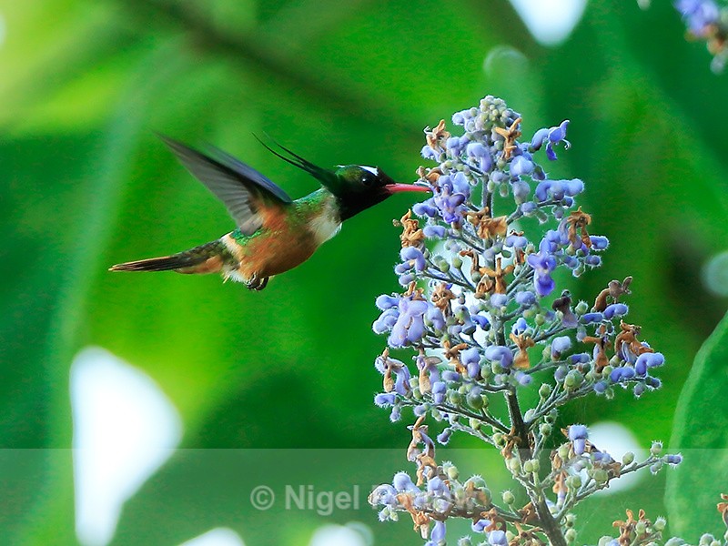 White-crested Coquette (male) feeding, Costa Rica - White-crested Coquette