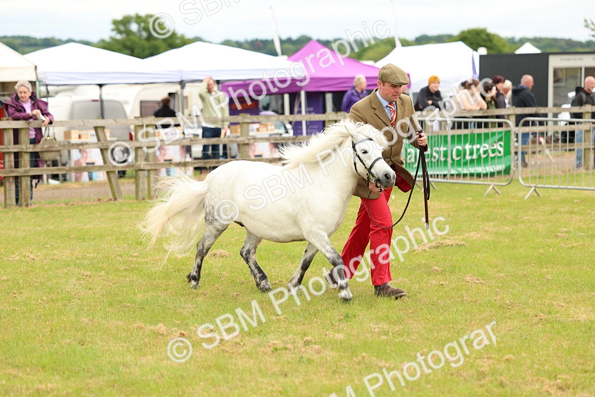 SBM_04370 - Class 64-67 - Shetland Pony In Hand