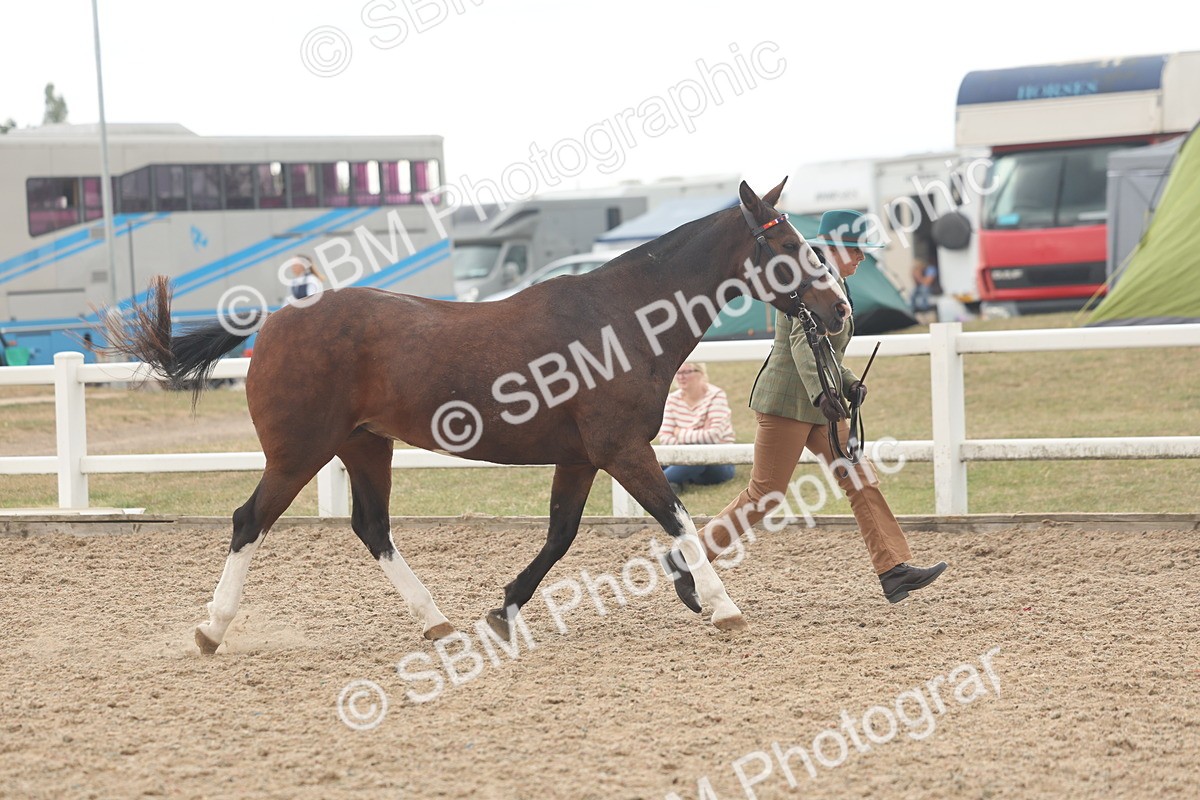 SBM_07614 - Class 26 - IH Foreign Breeds - Part Bred