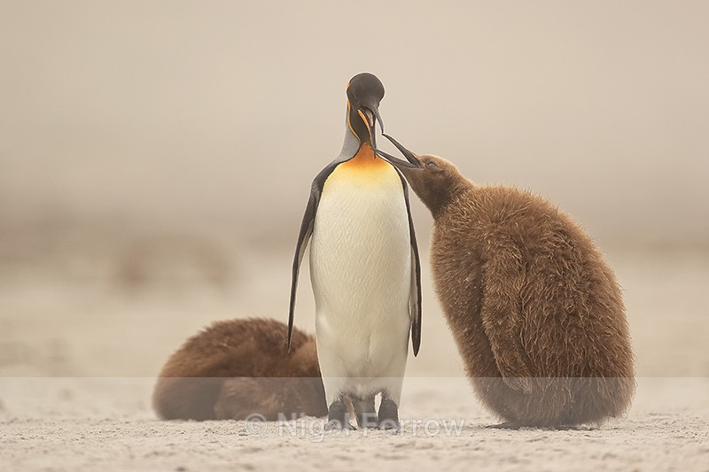 King Penguin tries to regurgitate food for chick, Saunders Island - King Penguin