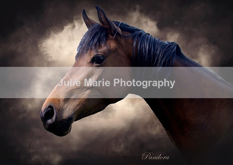 pandora - Equine Photography