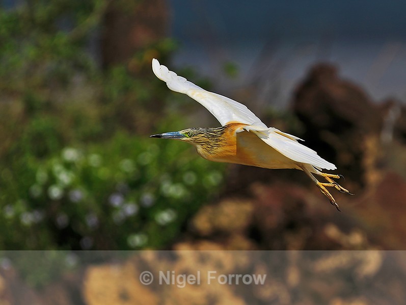 Squacco Heron gliding in on landing approach - Squacco Heron