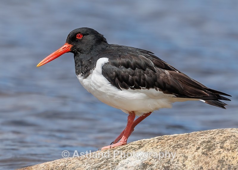 Oystercatcher - Latest Images