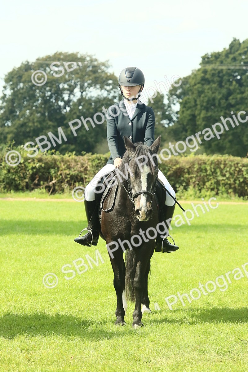 SBM_66418 - S34 - Rehabilitated Rescue Horse & Pony In Hand & Ridden