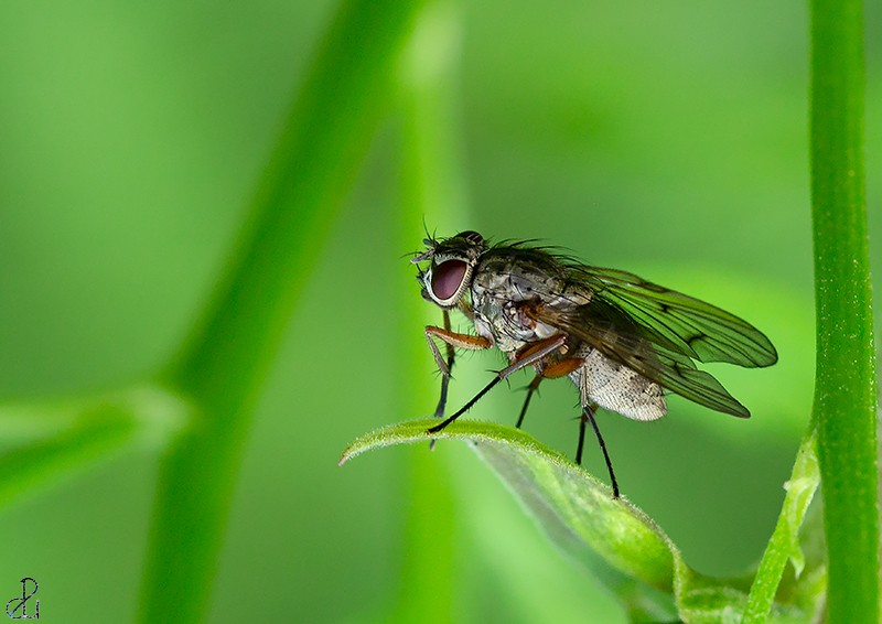 Macro photography by Diana Uzun