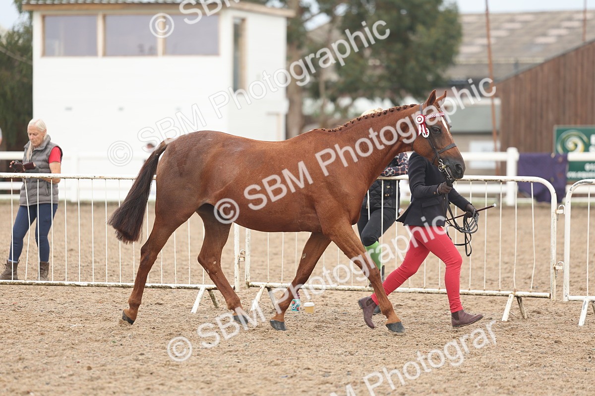 SBM_08484 - Class 29 - IH Veteran Pony