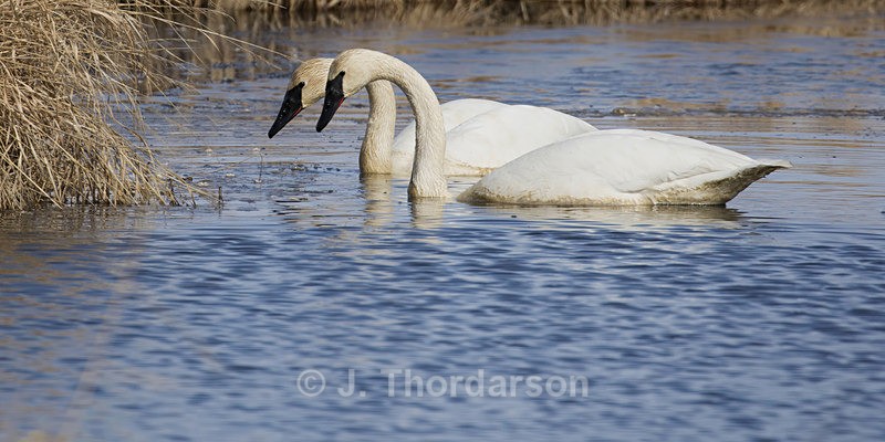  - Trumpeter Swans