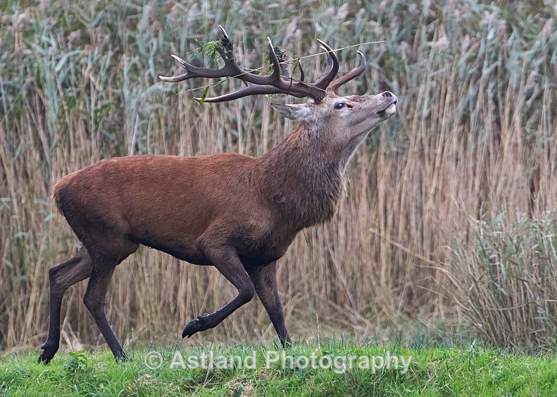 Astland Photography, Bird and Wildlife Images, Susan and Peter Wilson, U.K.