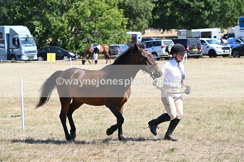 WJ6_8566 - Class 37b Best Loan Pony In-hand