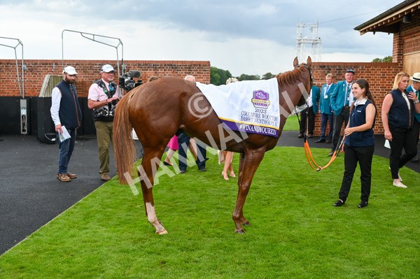 250823-Race 4-Live In The Dream-0532 - Race 4 3.35pm Coolmore Wootton Bassett Nunthorpe Stakes