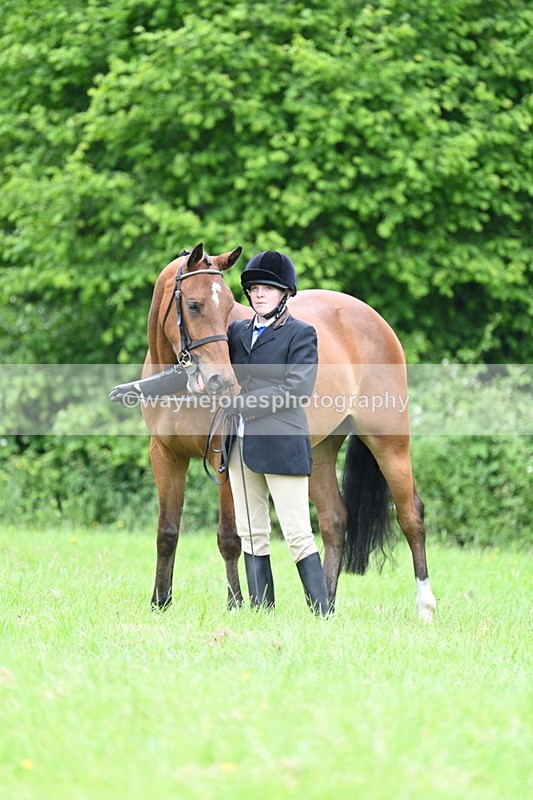 WJ7_3770 - Class 14A Handsome Gelding