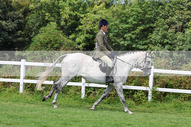 3E7A8658 - Class 5: Working Show Horse