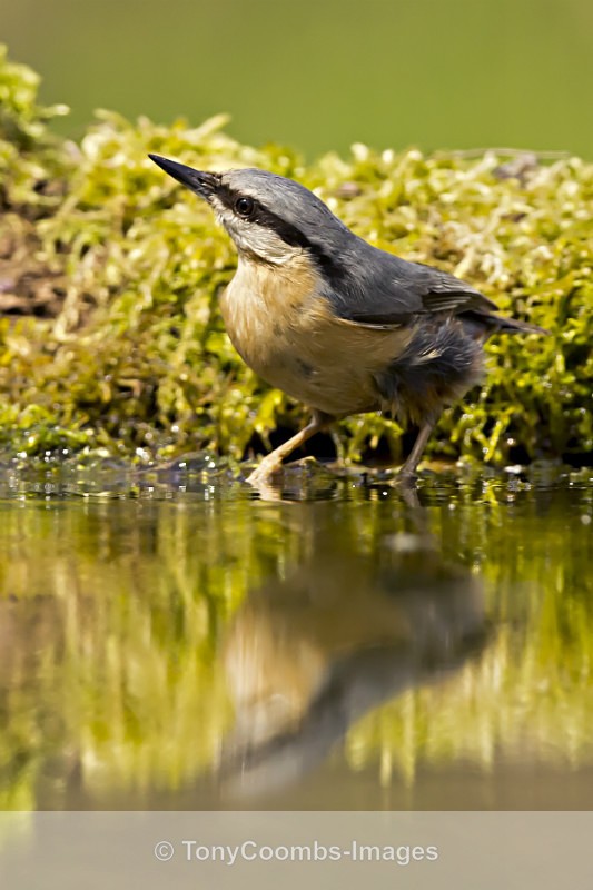 Nuthatch - Drinking Pool Hides