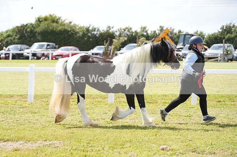 DSC07204 - Coloured Horse In Hand Championship