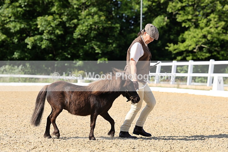 1X9A0656 - Class 3: Youngstock 1, 2, 3 year old not to exceed 153cm