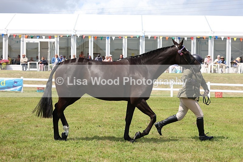 3E7A1242 - Class 8: Open Riding Horse/Hack