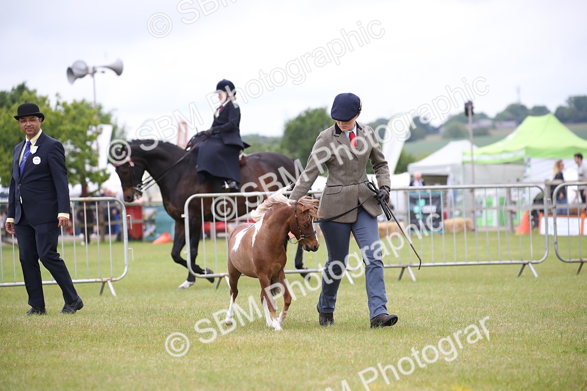 SBM_03503 - Class 23-25 - British Miniature Horse of the Year