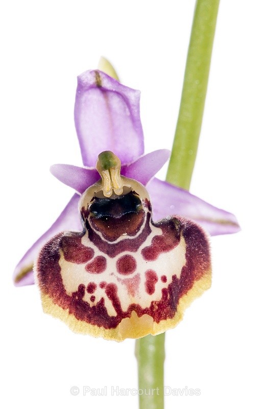  - WB: Orchids - Ophrys