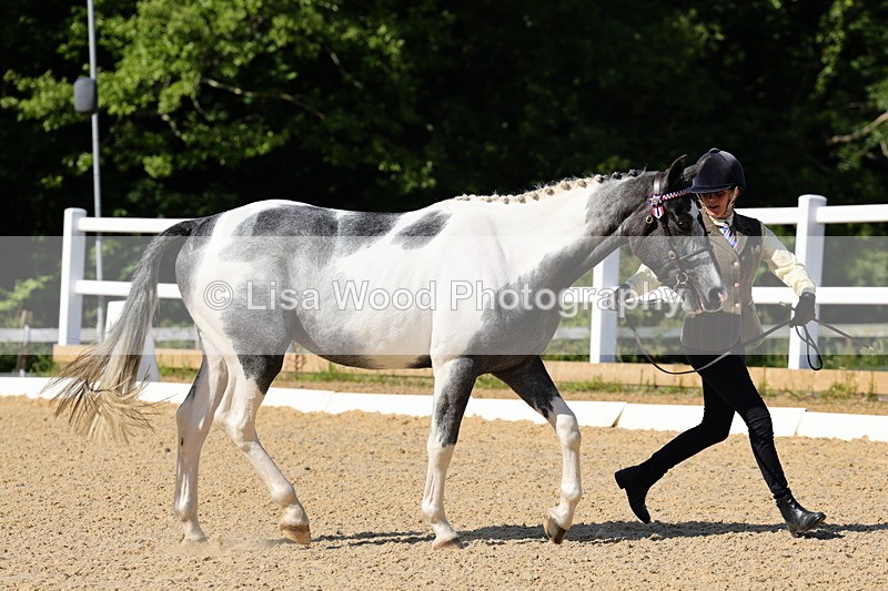 1X9A0755 - Class 4: Youngstock 1, 2, 3 year old to exceed 153cm