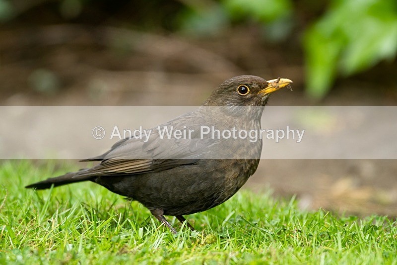 20120506-_MG_9773 - Thrushes