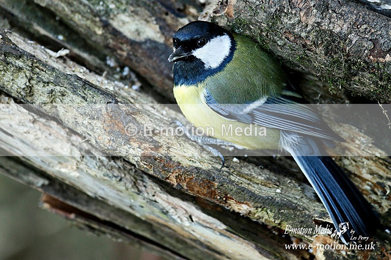 Great Tit 030216 2a - Nature