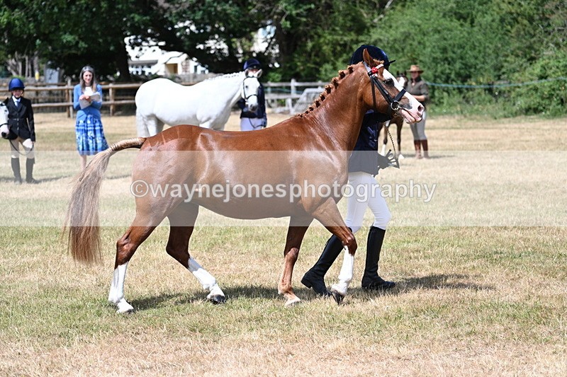 WJ7_1584 - Class 4 Prettiest Mare up to 14.2hh in hand