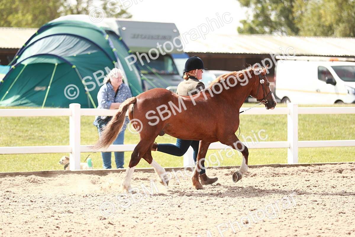 SBM_13862 - Class 209 IH Veteran Pony