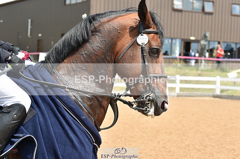 230720A-130650-02725 - Cls 13, 1 Star Bronze 1.10m