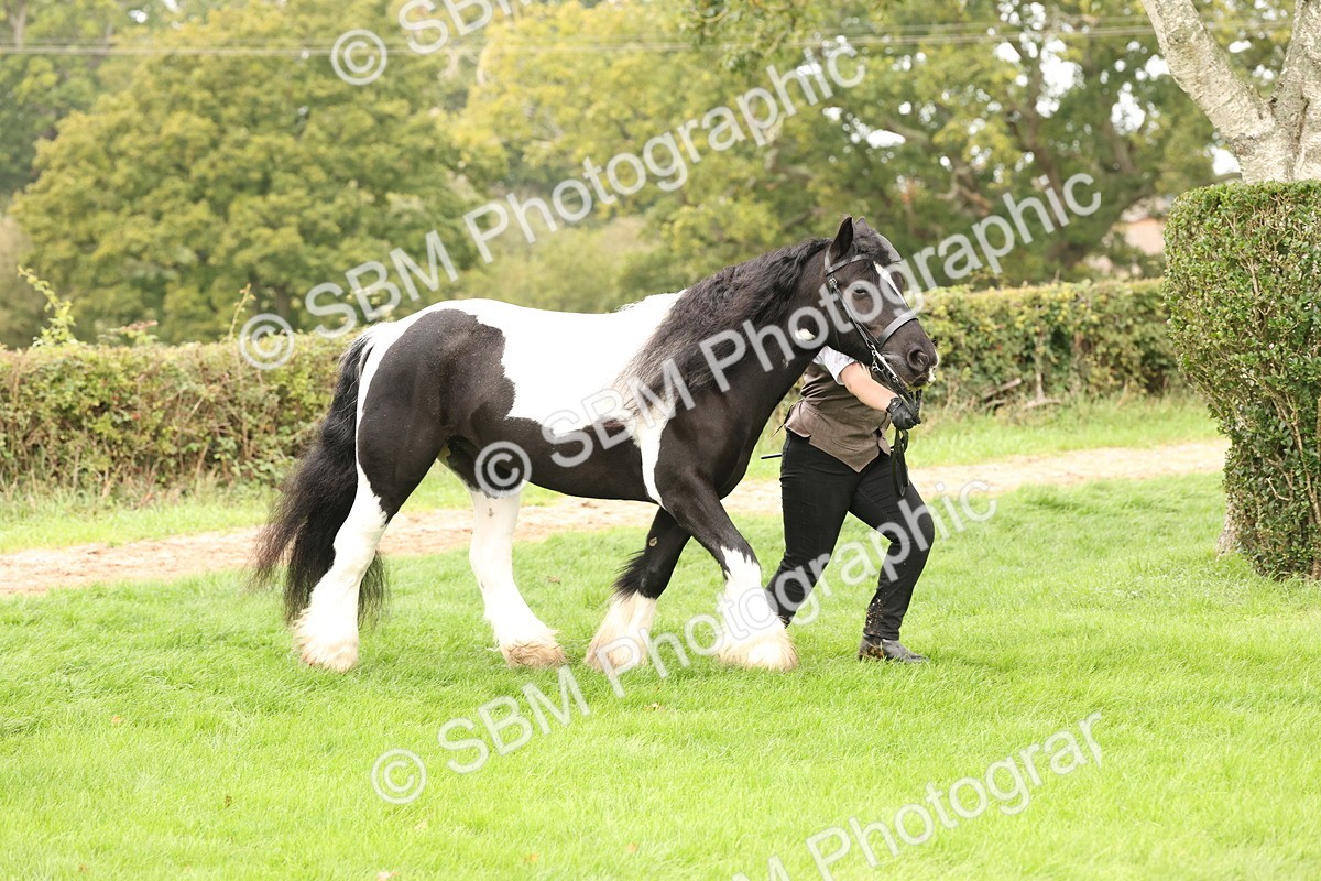 SBM_59293 - S57 - Traditional Cob In Hand