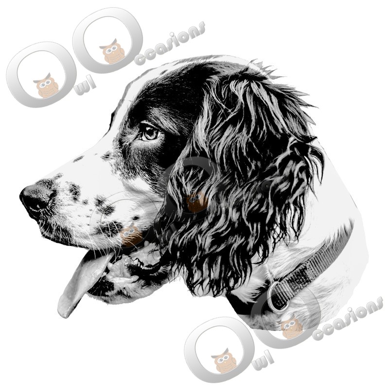 Springer Spaniel-85 - Pet Photography