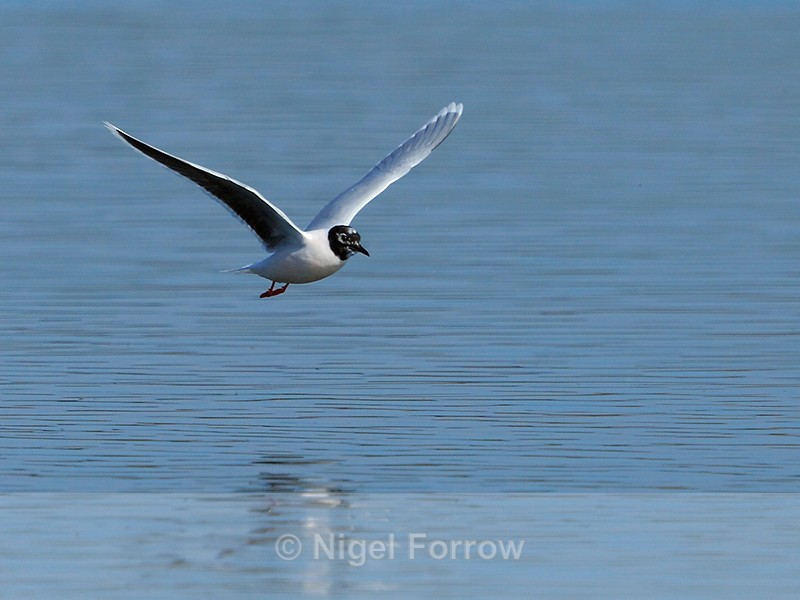 Little Gull in flight at Farmoor - Little Gull