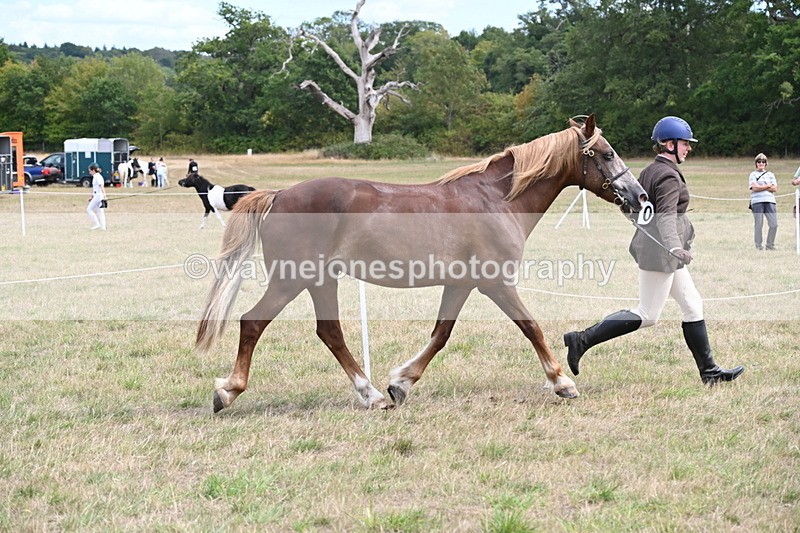 WJ6_5923 - Class 19 In-hand Veterans (Uploaded correct folder)