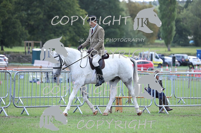 APP_4140 - Class 15a/b Pony club pony/Riding club horse