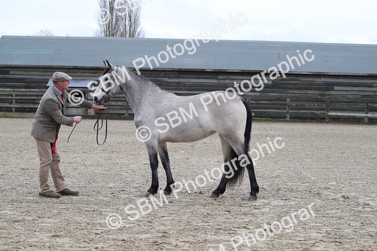 SBM_004005 - Class 1-4 - Young Stock classes Inc. In Hand Championship
