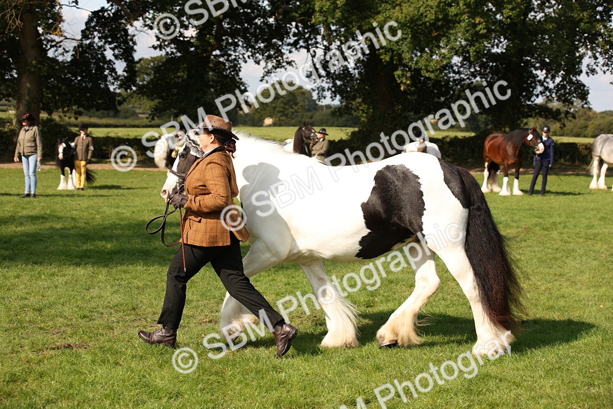 SBM_62266 - S55 - Traditional Cob In Hand