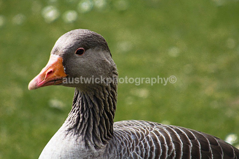 Greylag Goose - Animals