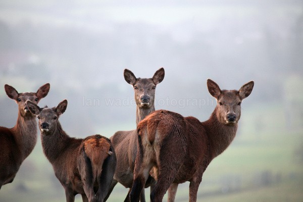 Red Deer _ AGTO136 - Wildlife, Mammal Photography, Great Britain