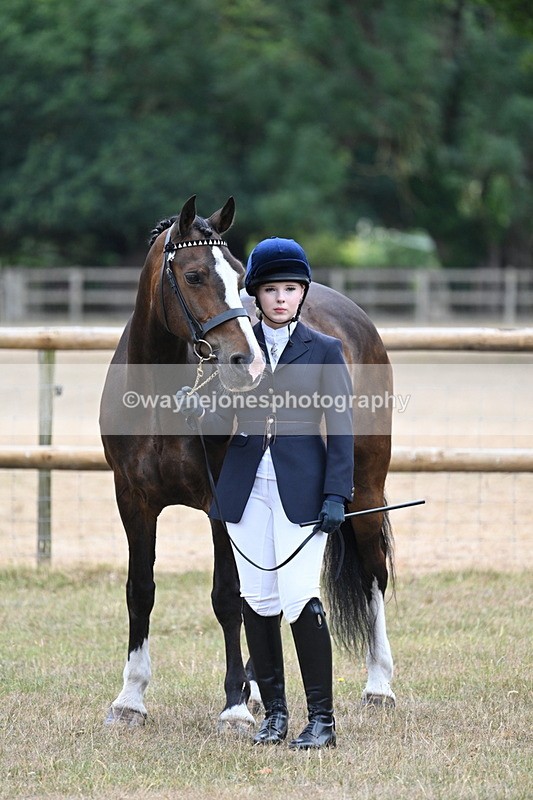 WJ7_9808 - Class 5a Most Handsome Gelding (above 14.2hh)