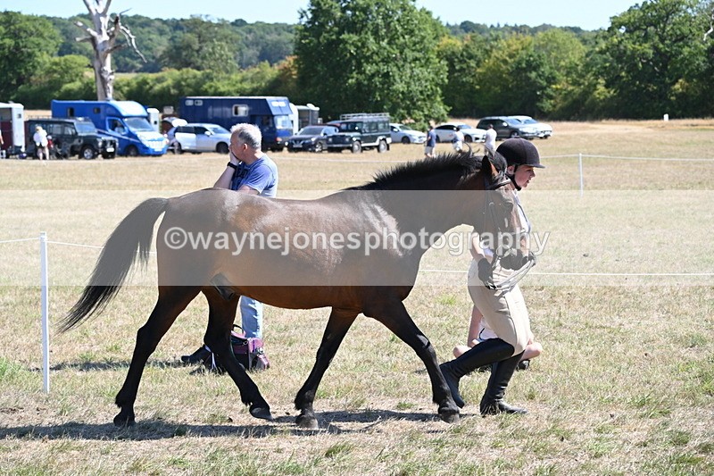 WJ6_8573 - Class 37b Best Loan Pony In-hand