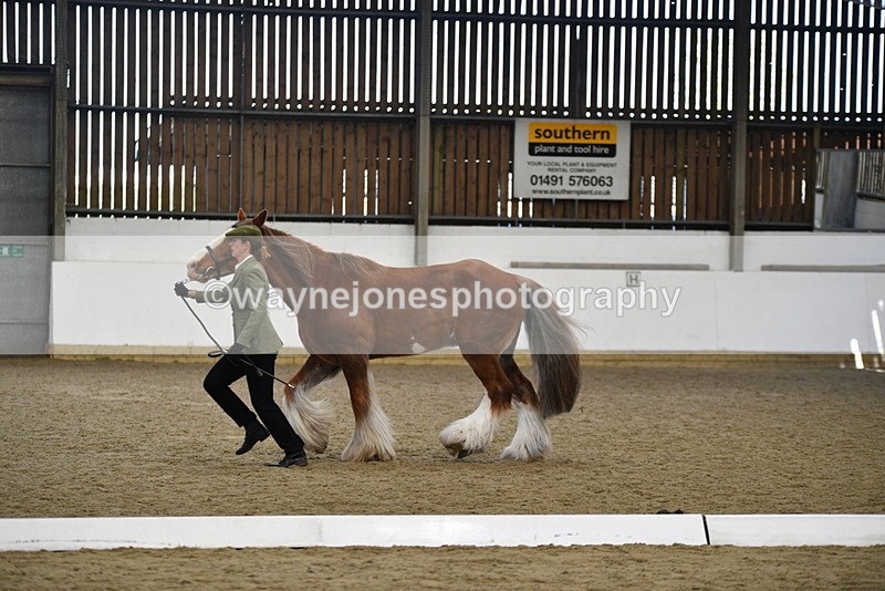 WJ5_5393 - Class 8 In hand cob